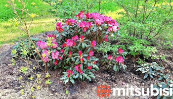 Brocēnu rododendru parks - Brocēnu Pilsēta