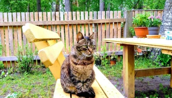 Dekstra, veterinārā klīnika (pieņemšana ārpus darba laika, svētku dienās vienojoties) - Jūrmala
