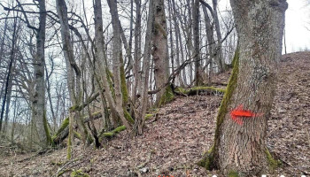 Ērgļu dabas spēka taka - Ērgļi