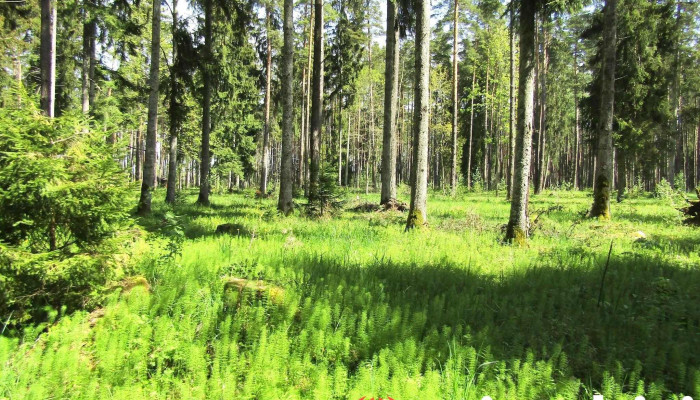Brocēnu Mežaparks - Brocēnu Pilsēta