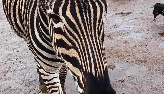 Eksotisko Dzivnieku Parks Jaunakie - Dundaga