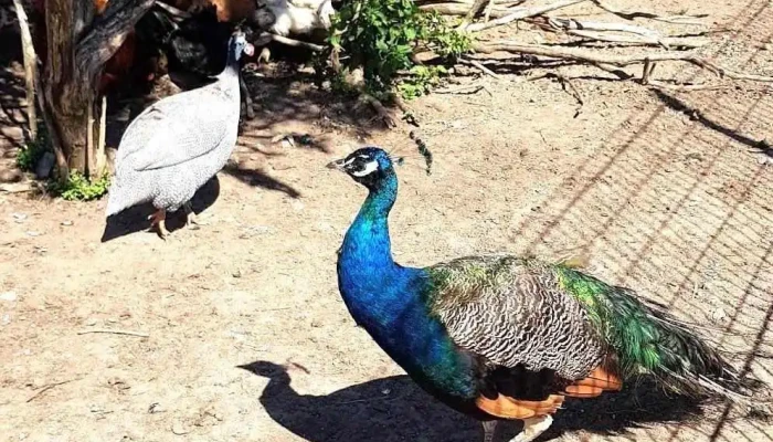 Eksotisko Dzivnieku Parks Putni - Dundaga