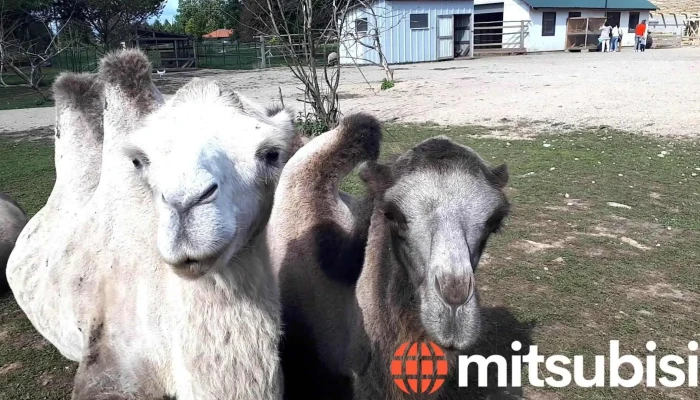 Eksotisko Dzivnieku Parks Videoklipi - Dundaga