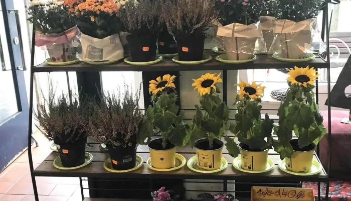 Ingra Sia Ziedu Salons Iekspuse - Valka