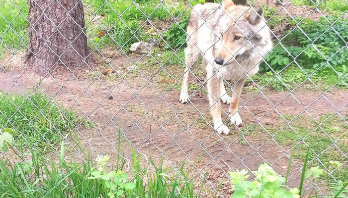 Kekavas Mini Zoodarzs Jaunakie - Līči