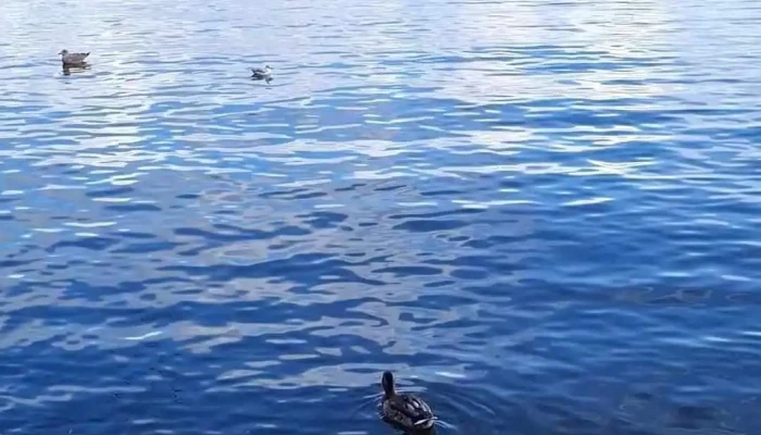 Mezaparks Videoklipi - Rīga