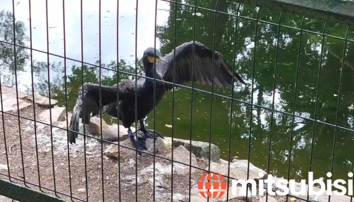 Rigas Nacionalais Zoologiskais Darzs Videoklipi - Rīga